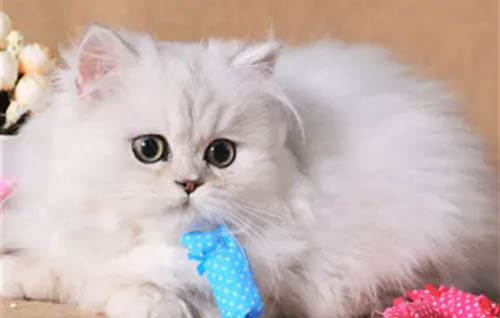 猫咪疫苗一共要打几针多少钱