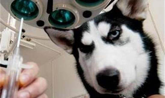 犬瘟要多久才能停药