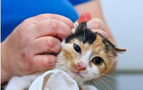 猫咪为什么会围着主人哭?如何处理?
