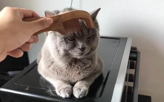 猫生了小猫之后应该给吃什么?