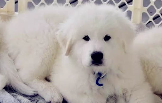 大白熊犬冠状病毒愈后注意事项