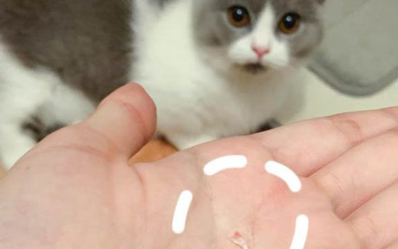 猫咪寄养10天还认识主人吗