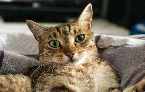 猫的瞳孔为什么是竖的