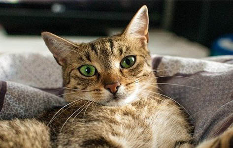 猫三联和妙三多哪个贵