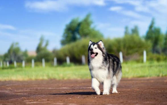 阿拉斯加雪橇犬幼犬怎么养