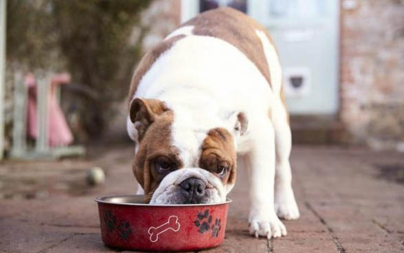 狗狗为什么不能吃芹菜？