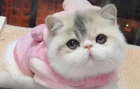 小奶猫为什么不可以洗澡