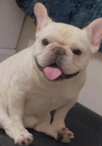 为什么狗狗对人亲近呢
