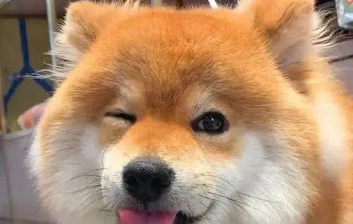 柴犬和豆柴有什么区别