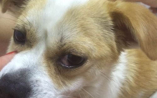 小狗得了犬瘟传染人吗