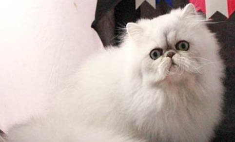 波斯猫连续打喷嚏怎么回事