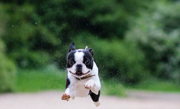 犬舍买的狗疫苗要不要重新打