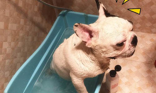 斗牛马士提夫犬的原产地在哪里