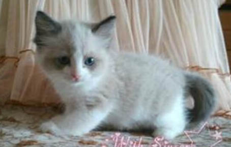 小猫咪可以吃狗狗的狗粮吗