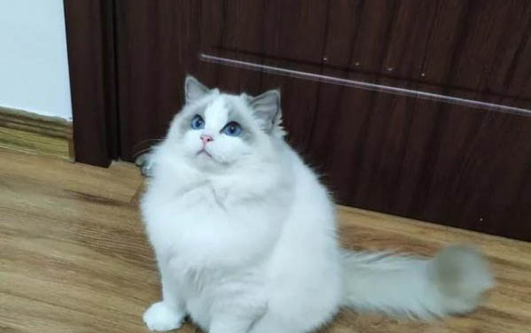猫咪不喝水该怎么办呢