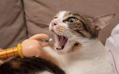 猫咪剪指甲会痛吗