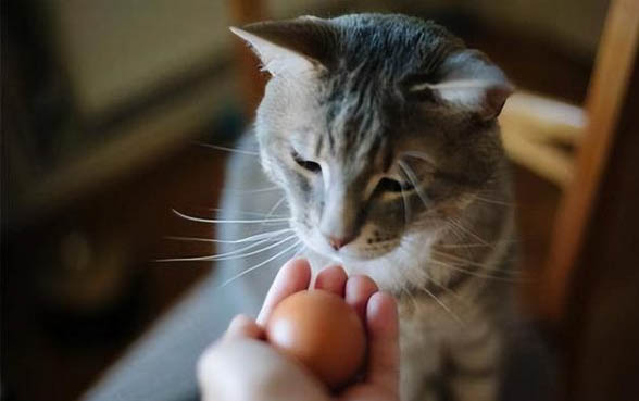 小猫得了慢性胃炎可以吃西米替丁吗