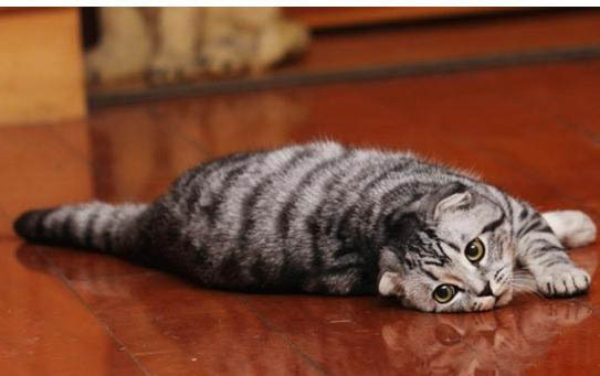 三个月猫咪一般多少度觉得冷