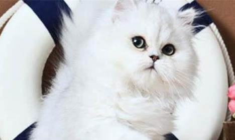 猫怀孕多久生