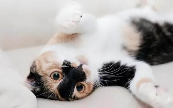 猫到新环境会叫吗