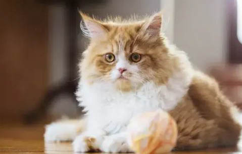 猫瘟没吐没拉能不能吃东西了