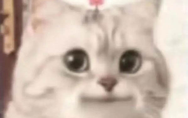 猫咪爱吃的食物有哪些?