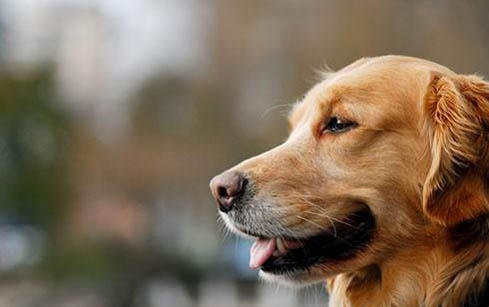 狗狗眼睛有脓的眼屎什么原因？