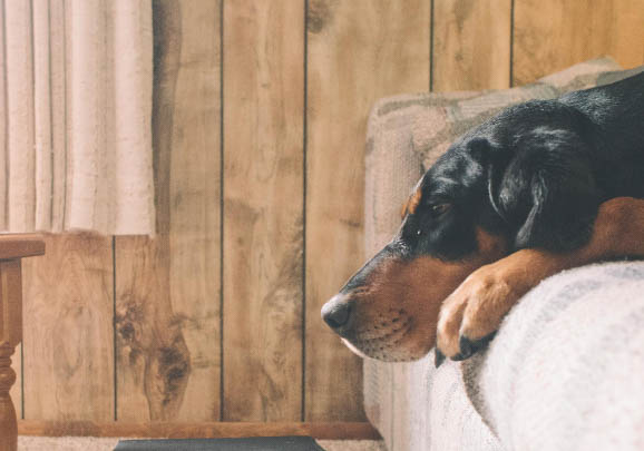 树丛浣熊猎犬呕吐是什么原因不吃东西