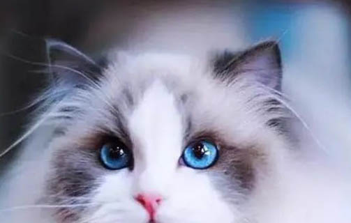布偶猫有哪些缺点和优点
