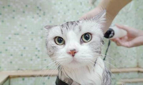 10斤猫咪一天吃多少猫粮