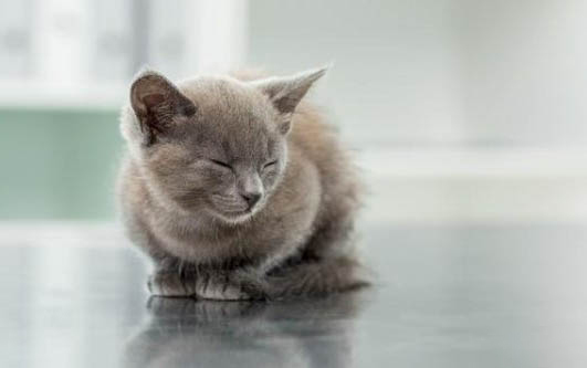 请问猫咪呕吐的原因及处理方法?