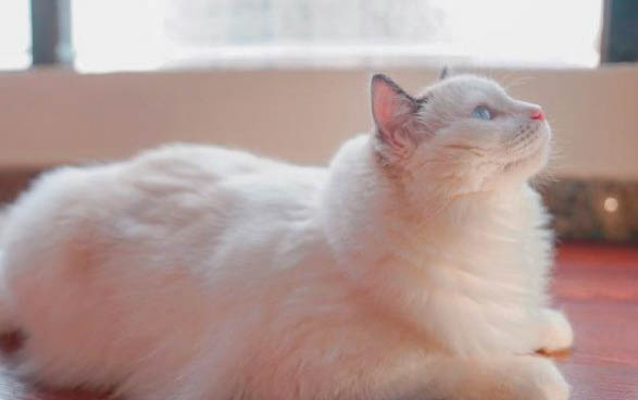 刚出生的小猫不吃奶多久会饿死