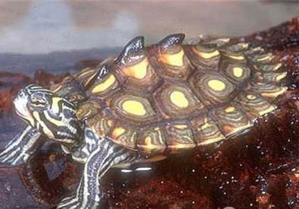 地图龟需要晒背灯吗？