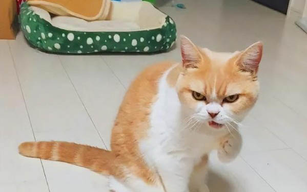 猫咪呕吐蛔虫后还呕吐黄水怎么办啊