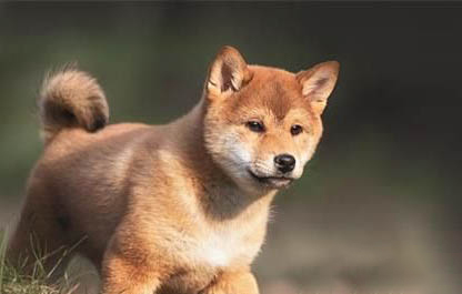 幼犬犬瘟初期症状有哪些