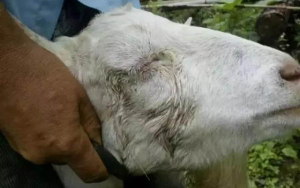 猫咪刚吃完猫粮就吐了怎么回事