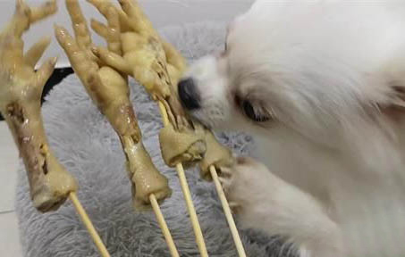 狗狗多大就开始变乖了