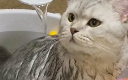 新生小猫嘴巴吐粘液是什么原因