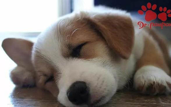 人驱虫的可以给狗用吗