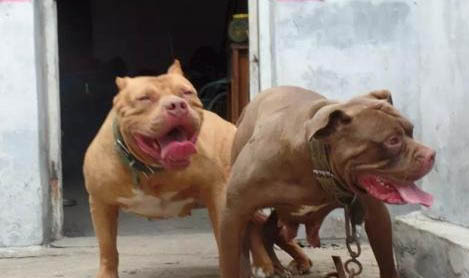 如何让比特犬更凶