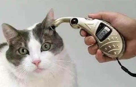 猫咪托运需要多少钱