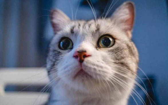 猫能吃什么呢?