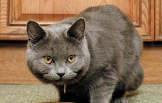 猫身上跳蚤会不会到人身上