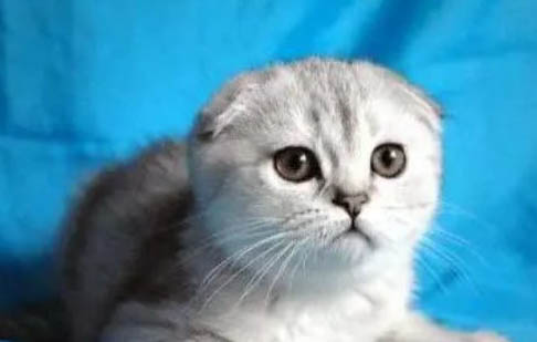 折耳猫发病后还能活多久?