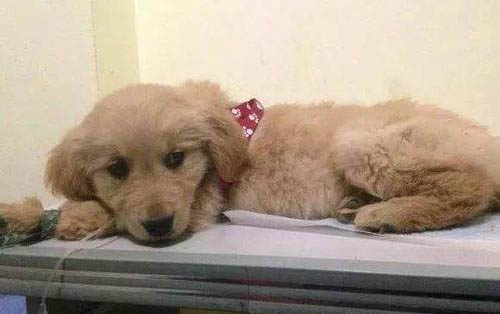 狗狗打了狂犬疫苗多久可以洗澡