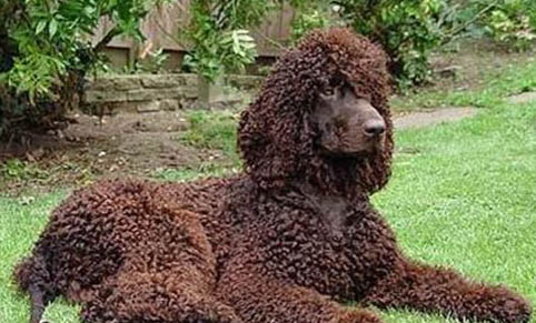 骑士查理王小猎犬和西高地哪个好养