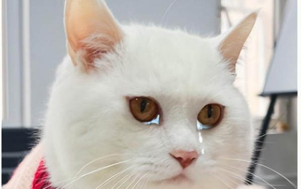 小猫的眼睛有很多眼屎不停流眼泪是为什么
