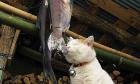 第一次养猫养什么比较好