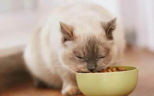 小猫拉粑粑有血怎么回事