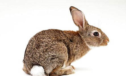 兔子聪明吗